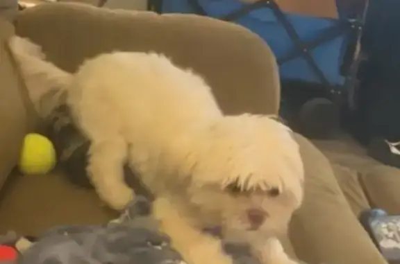 Lost: Small White Fluffy Dog in St. Paul
