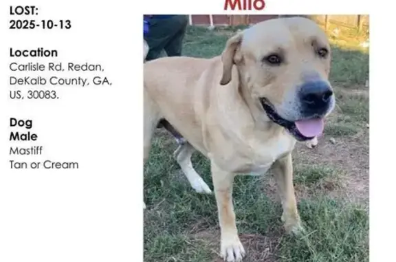 Help Find Milo: Lost Mastiff in Stone Mtn