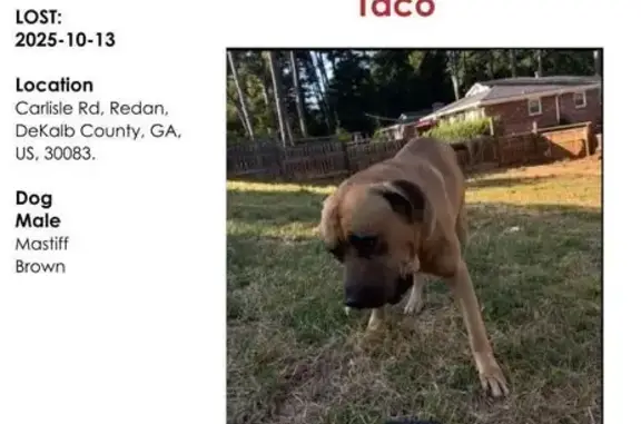 Help Find Taco: Lost Brown Mastiff Mix