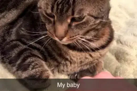 Lost Tabby Cat: Moores Ford Rd, Bogart