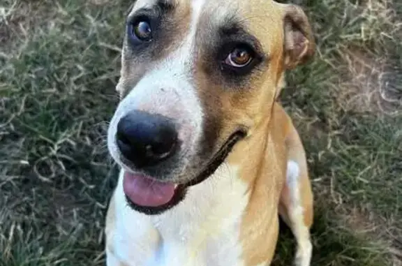 Lost Mastiff Mix: Help Find Princess!