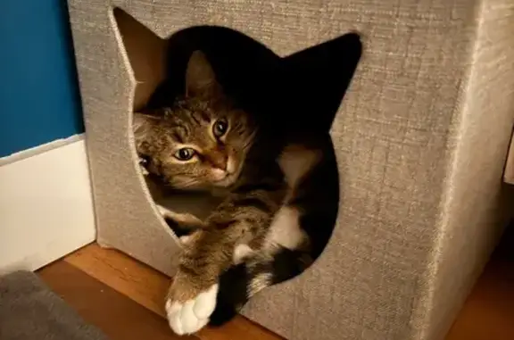 Chatte perdue, tatouage R, Douvres-la-Délivrande - photo