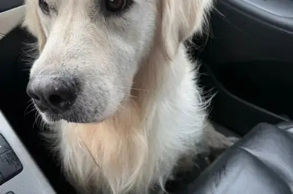 Lost Calm White Dog: East Preston Dr, 1959