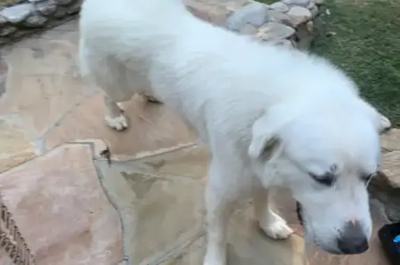 Friendly Giant Dog Found in Tr...