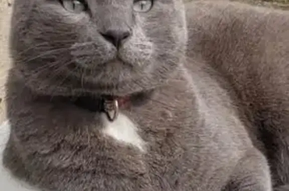 Chat Chartreux perdu, pattes blanches, Castelnau - photo