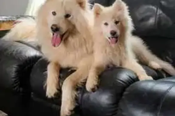 Lost: White Huskies on Mistletoe St