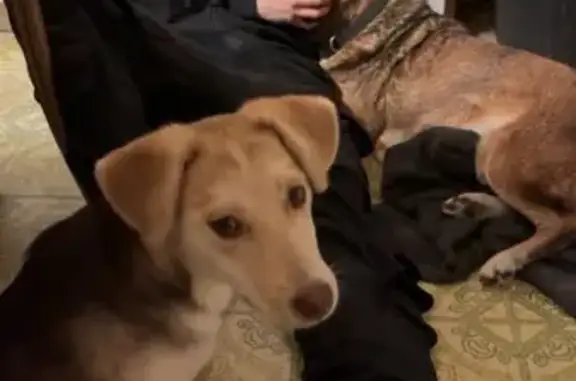 Lost Husky Coco: Friendly & Kid-Loving