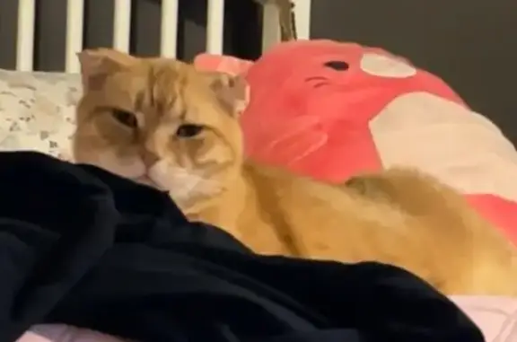 Lost and found pets Plainfield, photo: Lost Orange Cat: 13 Yrs, Cauliflower Ears