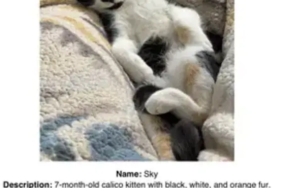 Missing Cat Alert in Payette, Idaho