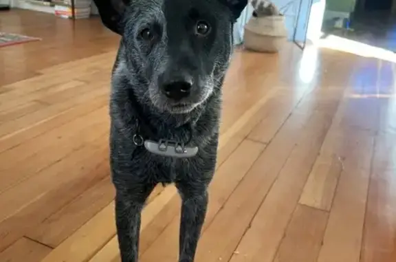 Lost and found pets Spokane, photo: Lost Skittish Cattle Dog in Spokane Area