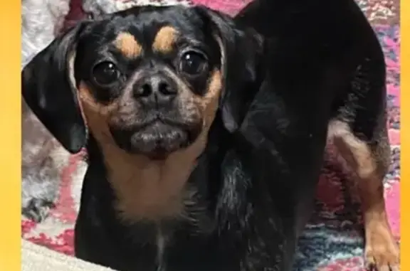 Lost Dog: Black & Brown, Pink Harness