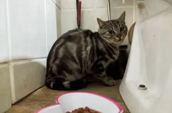 Animaux perdus Orcines, photo: Urgent : Chat Tigré Perdu à Orcines (63)