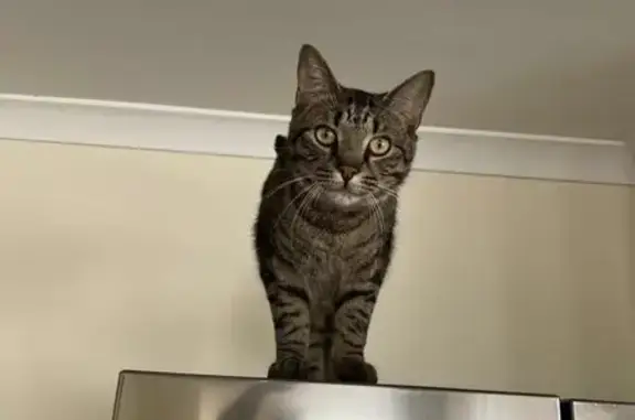 Lost Male Cat: Banded Tail, South Perth