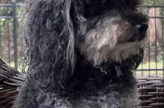 Lost Black Mini Poodle in Mulberry