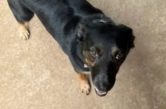 Missing dog Lubbock, photo: Lost Blue Heeler Mix on 110th St, Lubbock