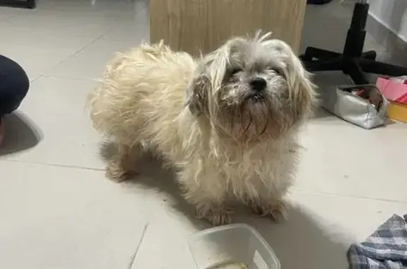 cachorro encontrada