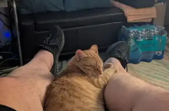 Help Find Our Lost Orange Kitten!