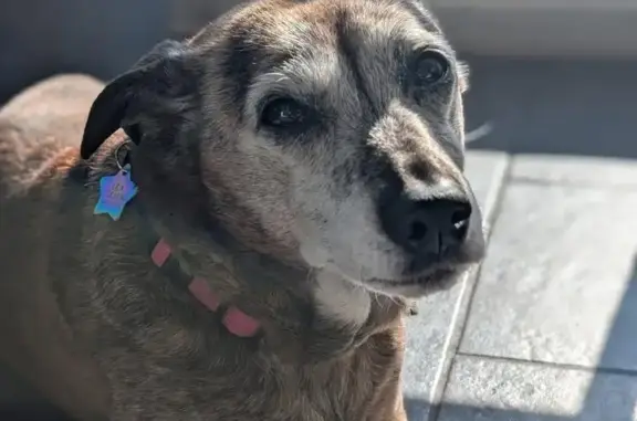 Lost and found pets Elizabeth, photo: Lost 14-Year-Old Dachshund on Edgewood Rd
