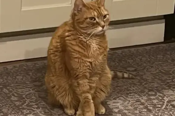 Lost Orange Tabby in Seaside Park, NJ