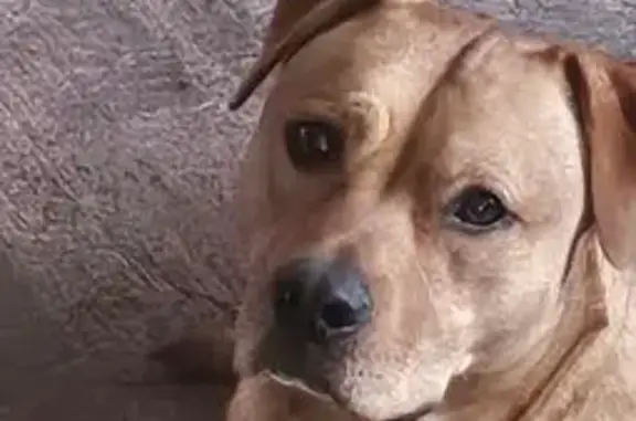 Lost Light Brown Pitbull/Lab Mix