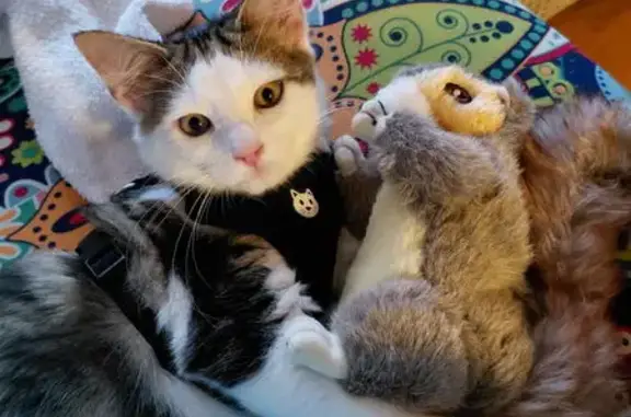 Lost Cat: White & Orange, Black Harness