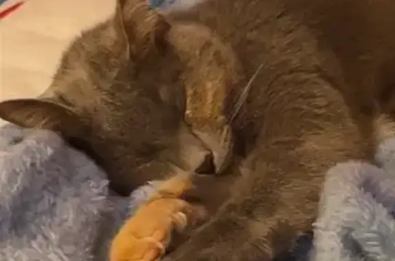 Lost Gray Calico Cat Near Davis St, Conway