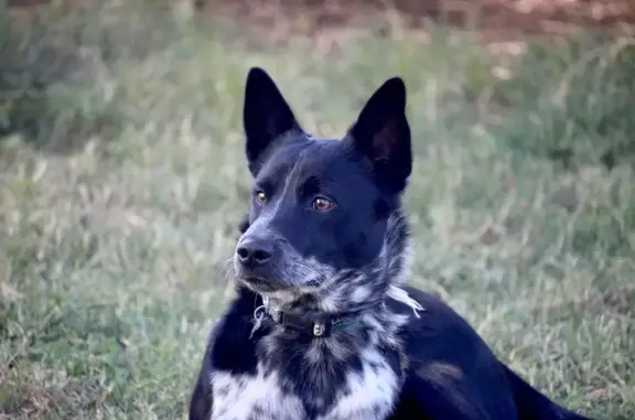 Lost Dog in Goddard: Black with White Chest