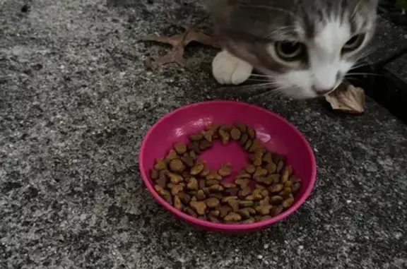 Found: Grey Tabby Cat on Woodl...