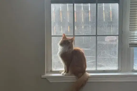 Lost Orange Cat: Sunview Dr, Acworth