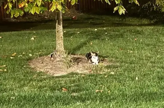 Lost and found pets Allendale, photo: Lost Calico Kitten Found on 48th Ave