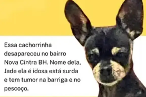 cachorro desaparecida