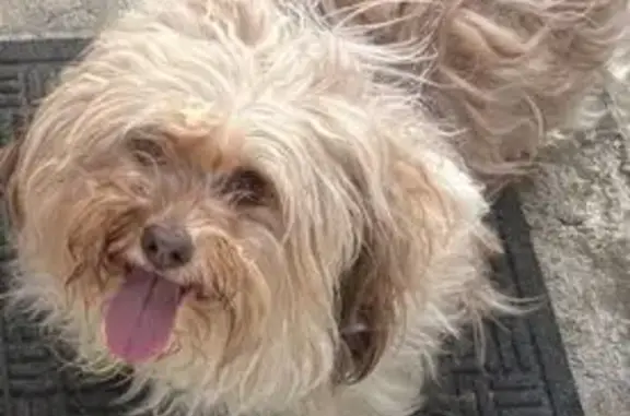 Lost Fluffy Dog: Brown & White on Naamans