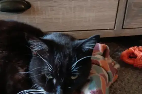 Friendly Black/White Cat Lost on Huff St.