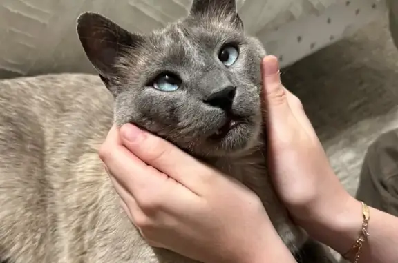 Lost and found pets Cedar Hills, photo: Lost Siamese Cat in Cedar Hills