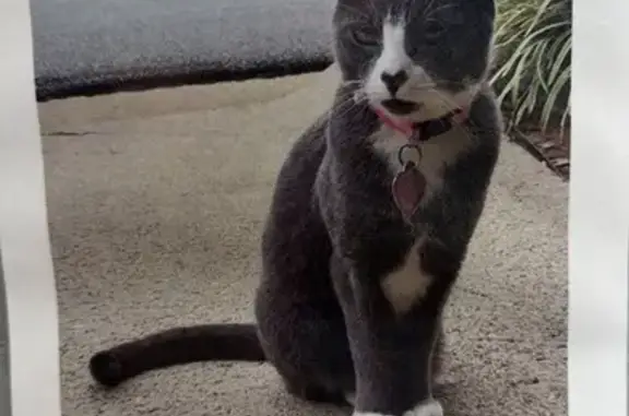 Lost 3-Legged Cat: Pink Collar, Woodstock