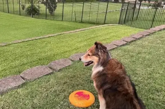 Lost and found pets Rowlett, photo: Lost Sweet Brown Aussie/Collie in Rowlett