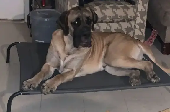 Lost: Large Fawn Dog, SW 17th St, OKC