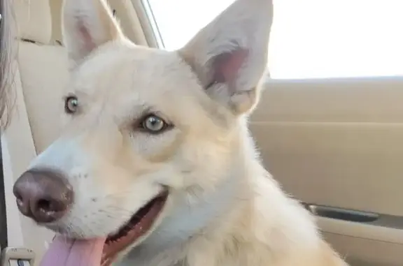 Lost Dog: Blond, Black Markings, San Jose
