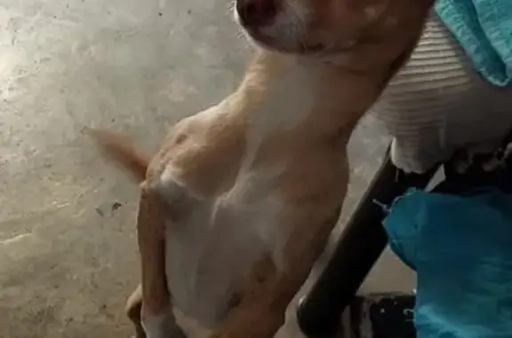 Perro Perdido: Chihuahua Café Claro en Chalco