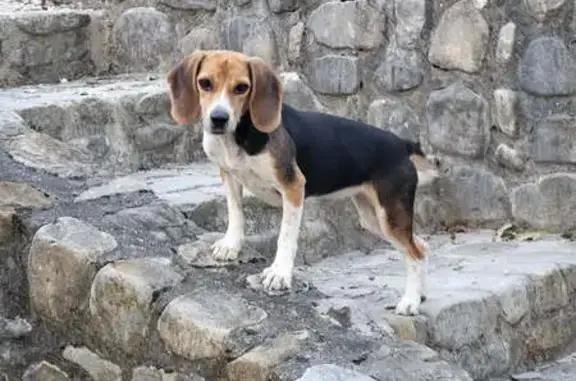 Chien perdu , photo : Beagle tricolore perdue à Le Crestet