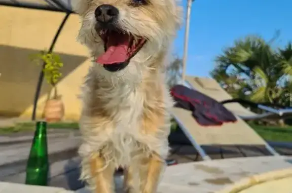 Chienne âgée sourde et aveugle perdue - photo
