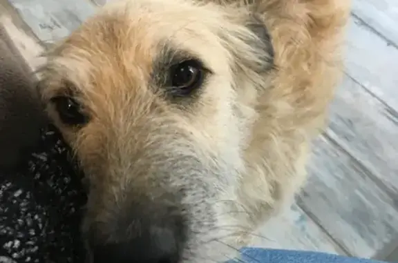 Animaux trouvés , photo: Berger Picard fauve trouvé à Mascaras