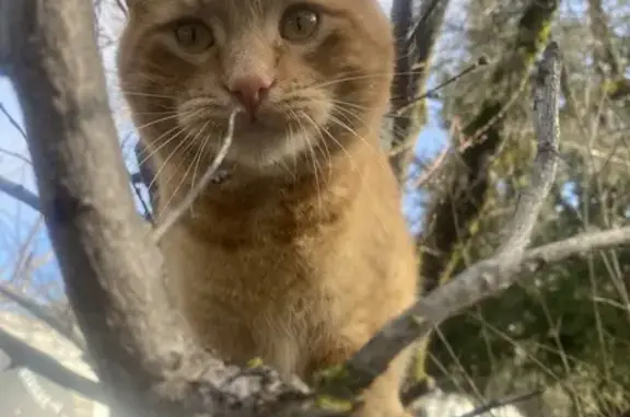 Missing cat , photo: Lost Orange Tabby Cat: Ironclad Rd Area