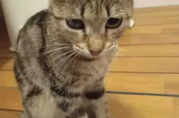 Chat trouvé Vernou-sur-Brenne, photo: Chaton tigré gris, 6 mois, sociable, aveugle