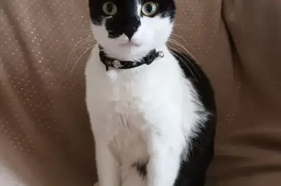 Chatte perdue à Savigneux, noire et blanche - photo