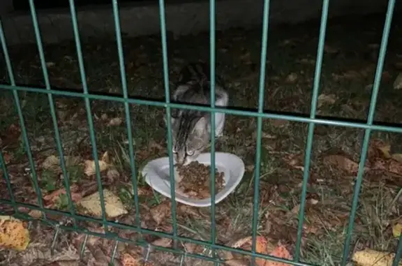 Animaux trouvés Montgaillard, photo: Chat tigre gris-blanc craintif trouvé