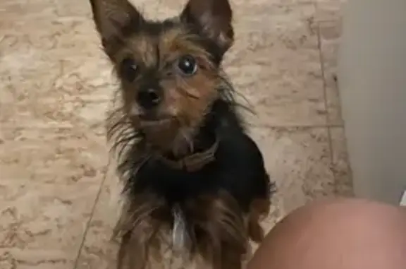 ¡Ayuda! Perrita perdida en Las Torres de Cotillas