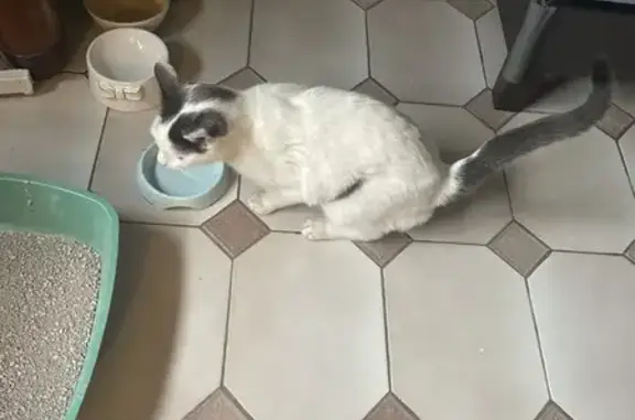 Chat trouvé , photo: Chat blanc/gris trouvé à Perpignan