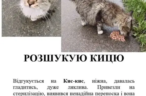 Зникла ляклива кішка на Промисловій, Львів