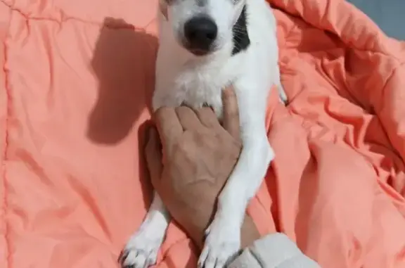 Animaux perdus , photo: Chien Jack Russel sourd perdu à Aiglun